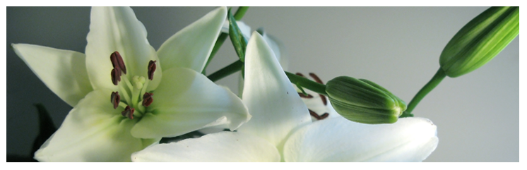 White Lilies